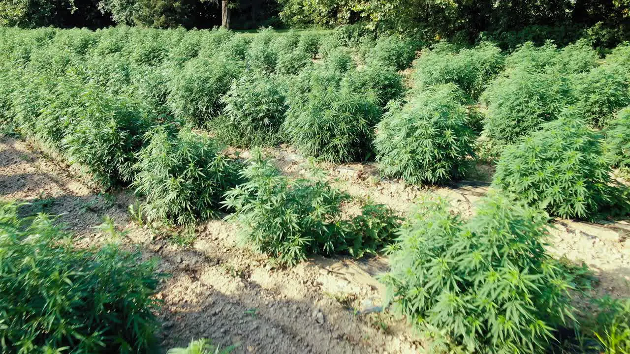 Reverse dolly shot of marijuana hemp leaves on a windy sunny summer day revealing details of plants