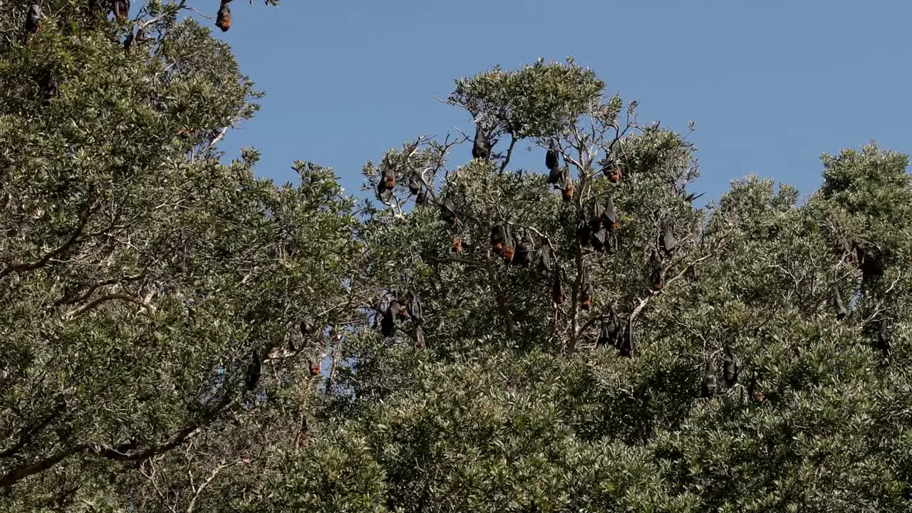 large group of fruit bats hanging in a cluster of trees