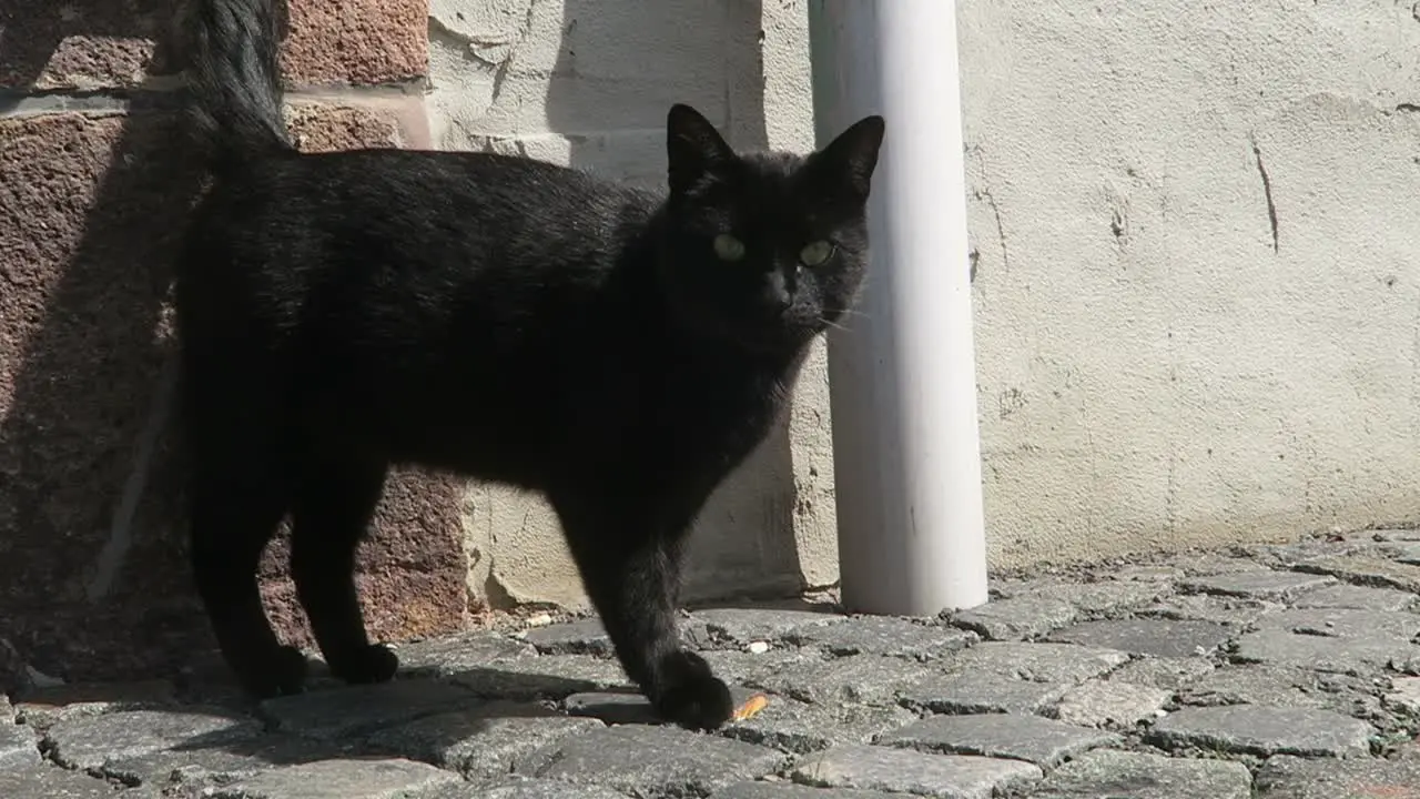 black Cat walking on the streets of Colditz Germany