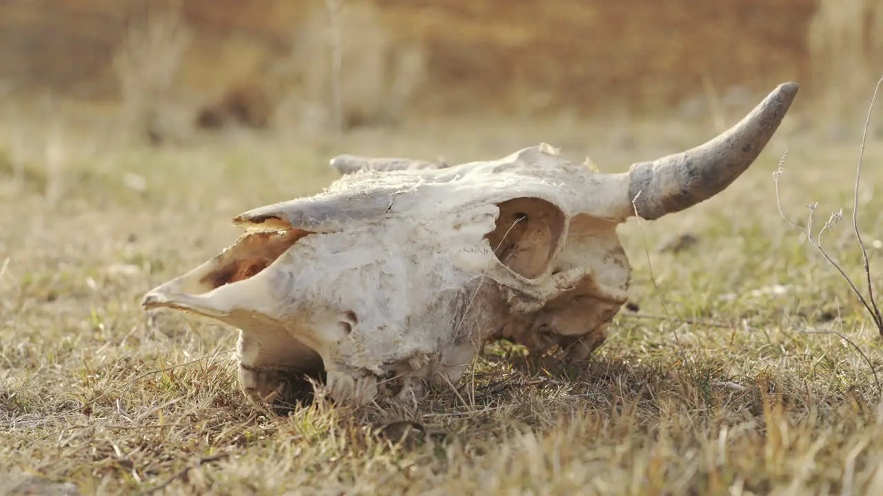 Camera moves around the skull of a rural animal