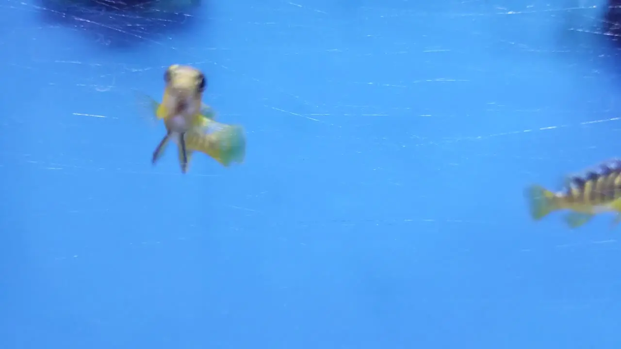 A closeup of yellow tropical striped fish swimming across