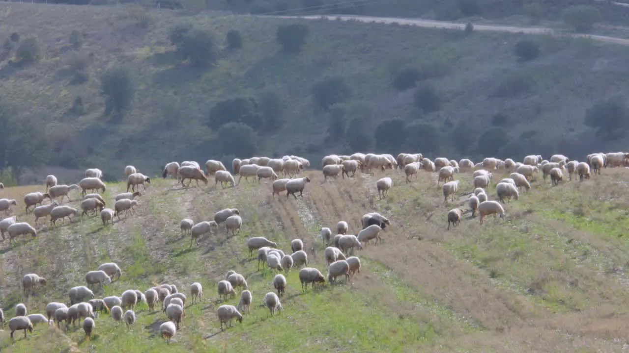 A shot of a flock of sheep moving right on top of a hill