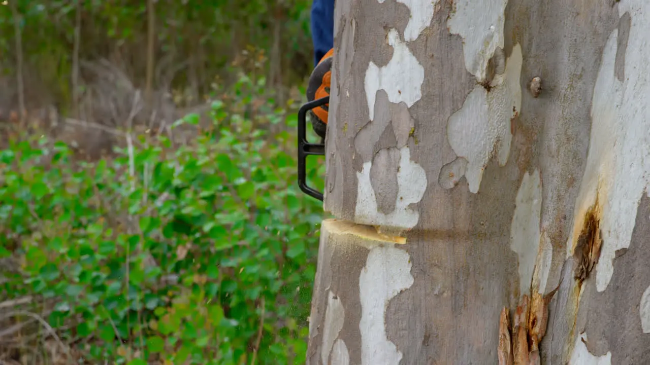 Lumberjack cutting tree trunk in forest 4k