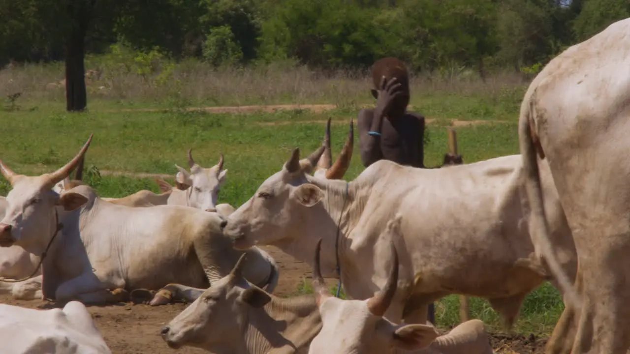 A young boy from the Mundari Tribe walking among his cattle