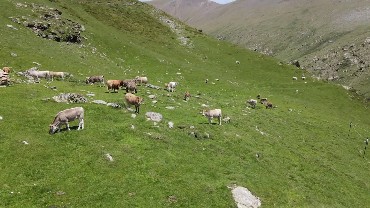 Beautiful Aerial Shot Of A Group Of Cows Grazing On A Green Mountainside In The Pyrenees