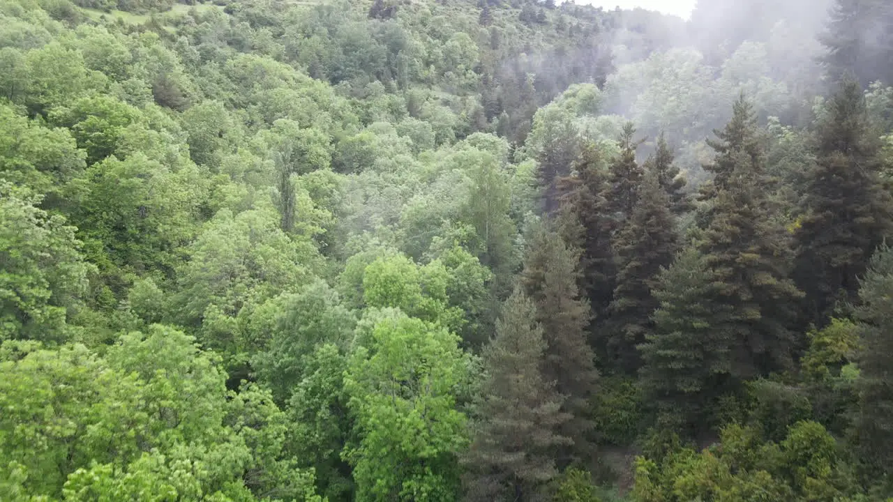 Aerial View Of A Wonderful Misty Forest Of The Pyrenees In Which There Are All Kinds Of Trees Pines Firs Beeches Birches Etc