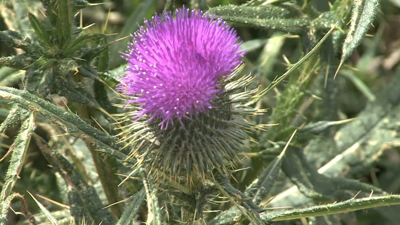 Purple thistle