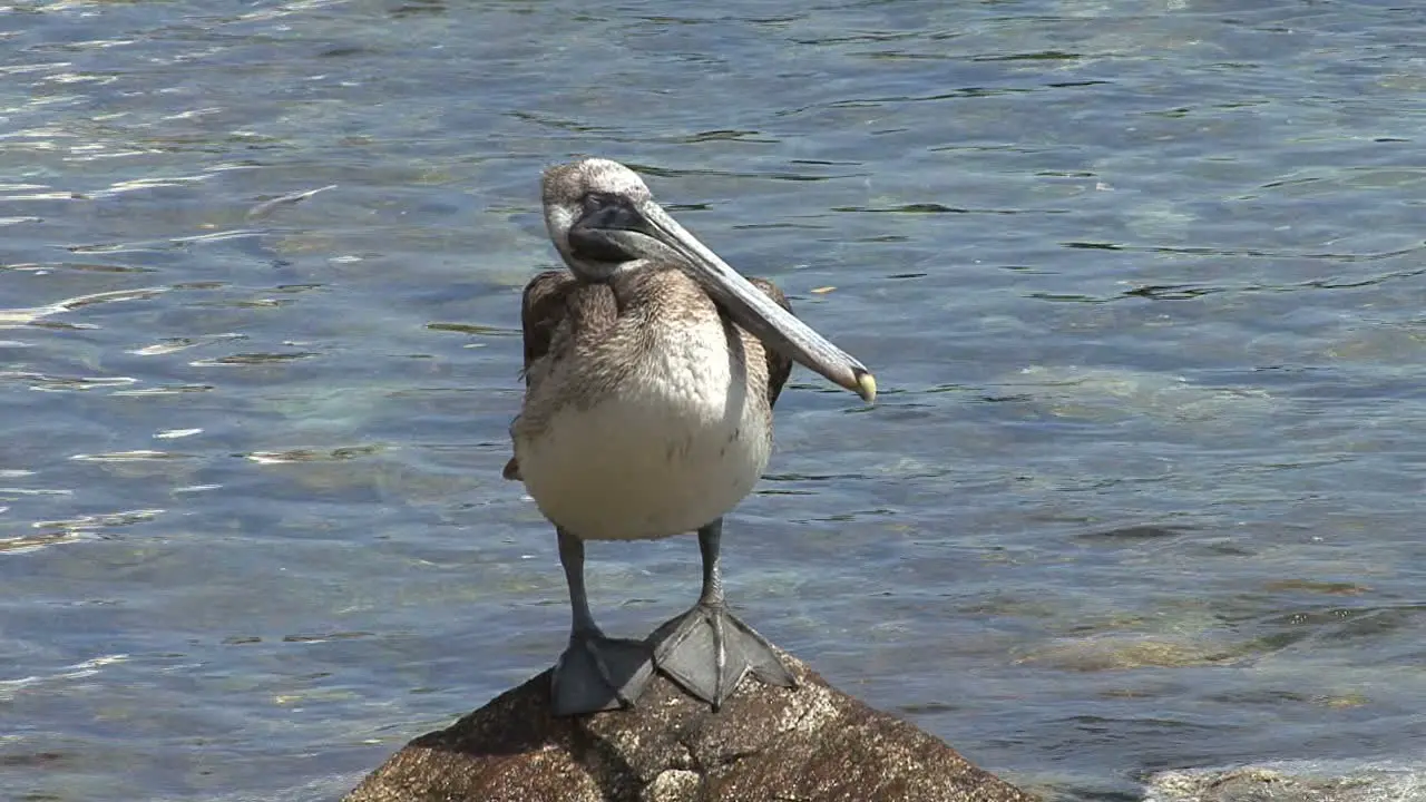 Pelican in Mexico