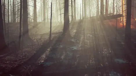 Forest fire with Burned trees after wildfire