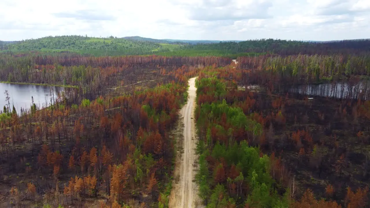 drone fly above huge Canadian tree forest in Quebec region revealing aftermath of wildfire scenic landscape devoted form fire