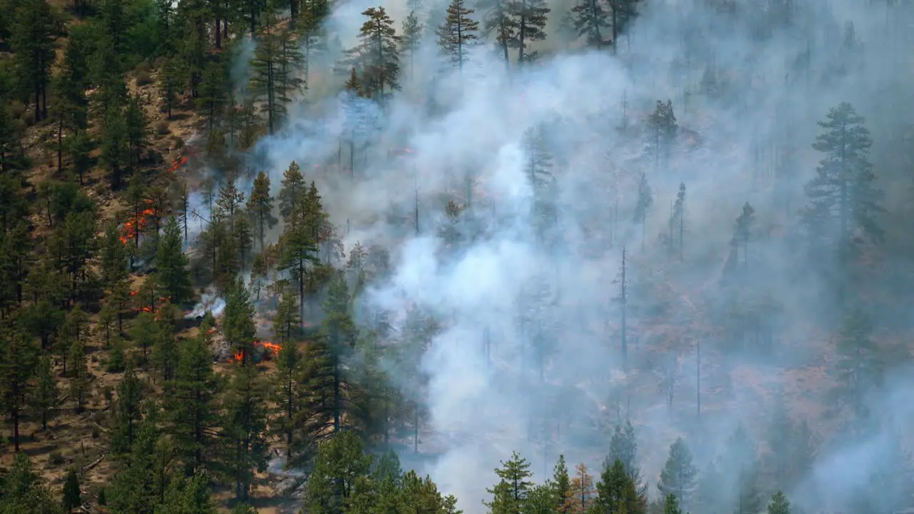 Dramatic Landscape with flames burning trees and rising smoke wildfire in USA