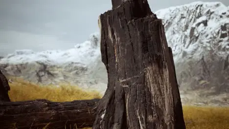 burnt tree logs after forest fire