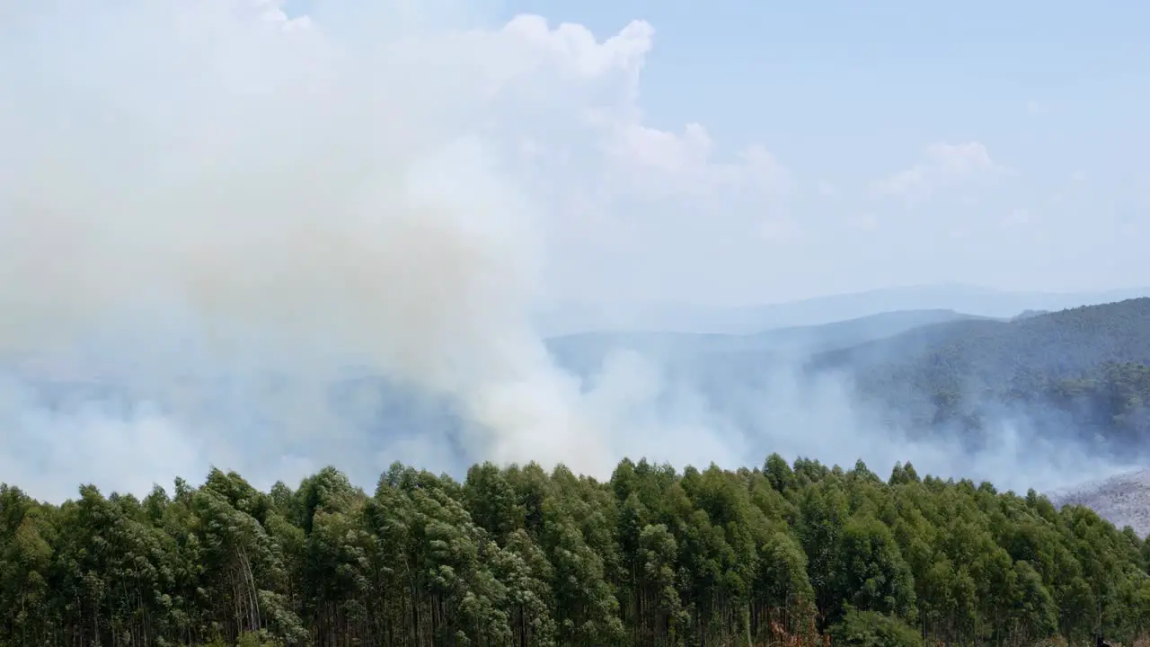 Thick Smoke Above Forest