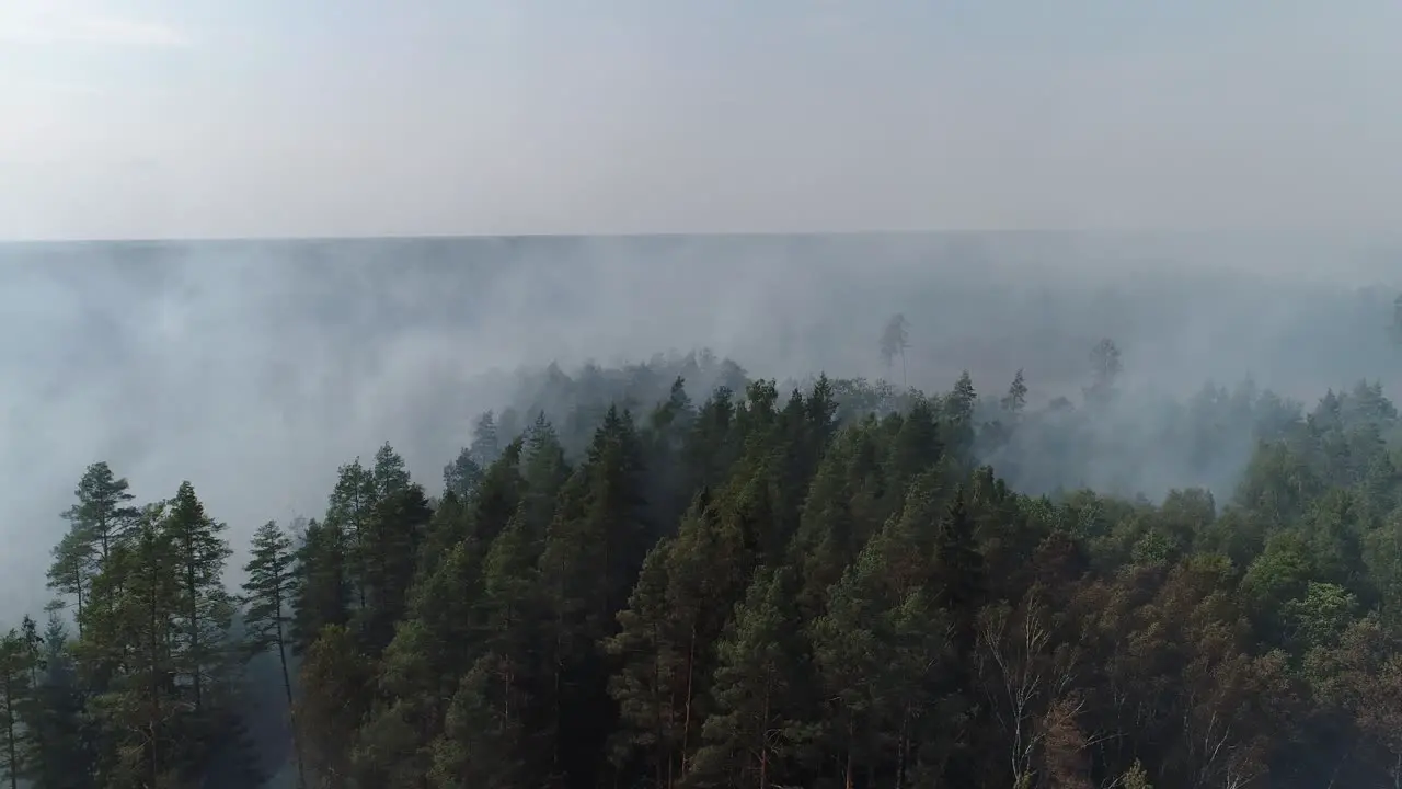 Forest in fire burning trees bushs burning dry grass in the peatbog