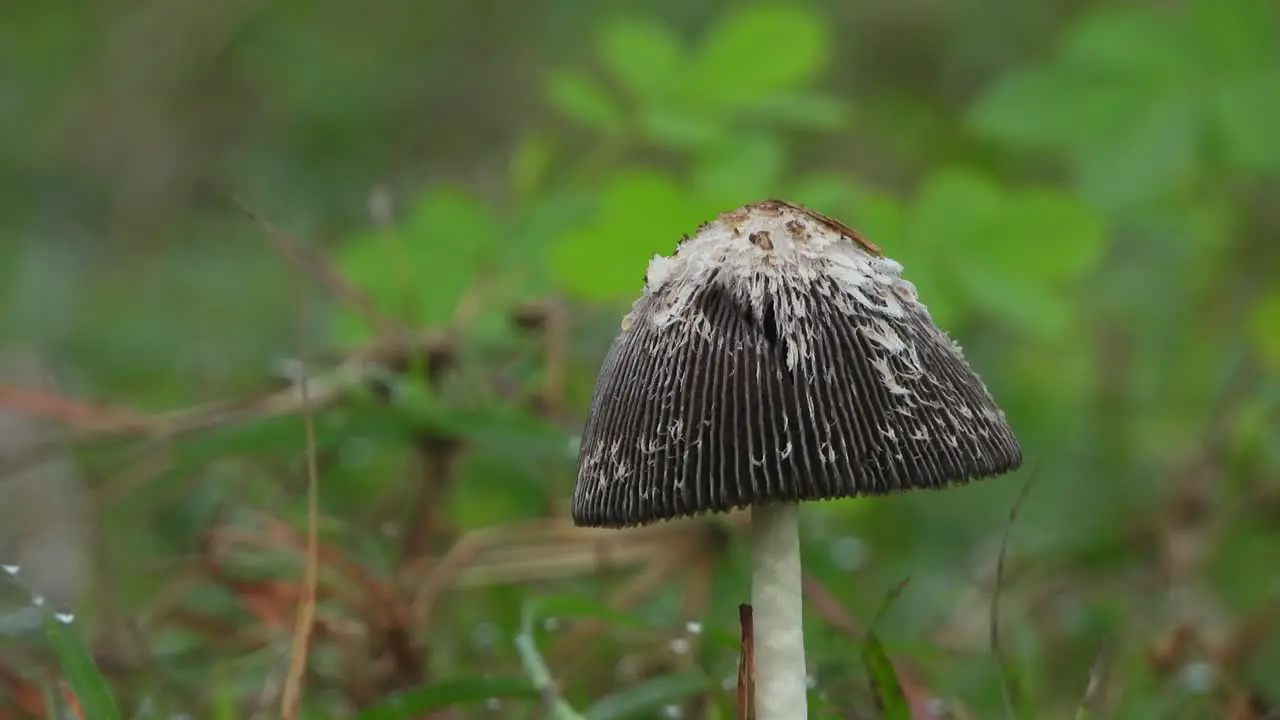 Mushroom single pond area 