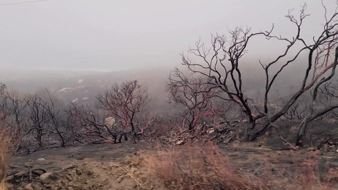 Consequences of Wildfire Charred Trees and Burnt Land