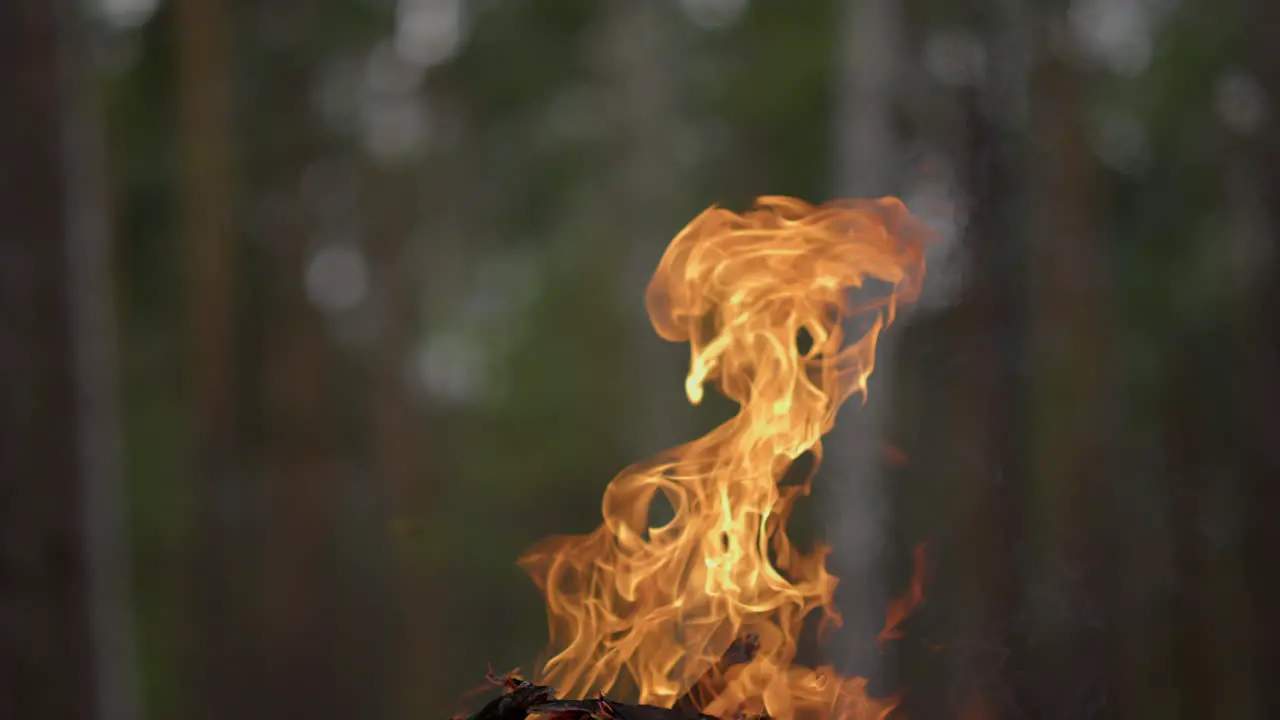 Closeup on vivid blaze moving over bonfire in summertime forest