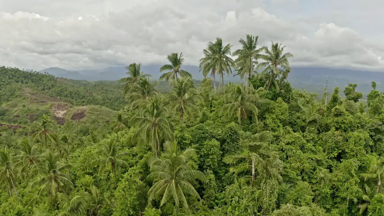 Aerial view of long palm trees on top of a hill in the middle of the jungle