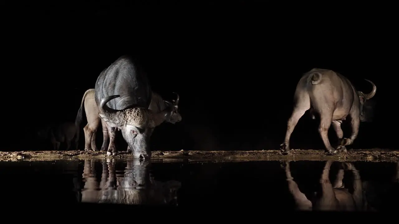 Black night background Cape Buffalo drink from dark pond water