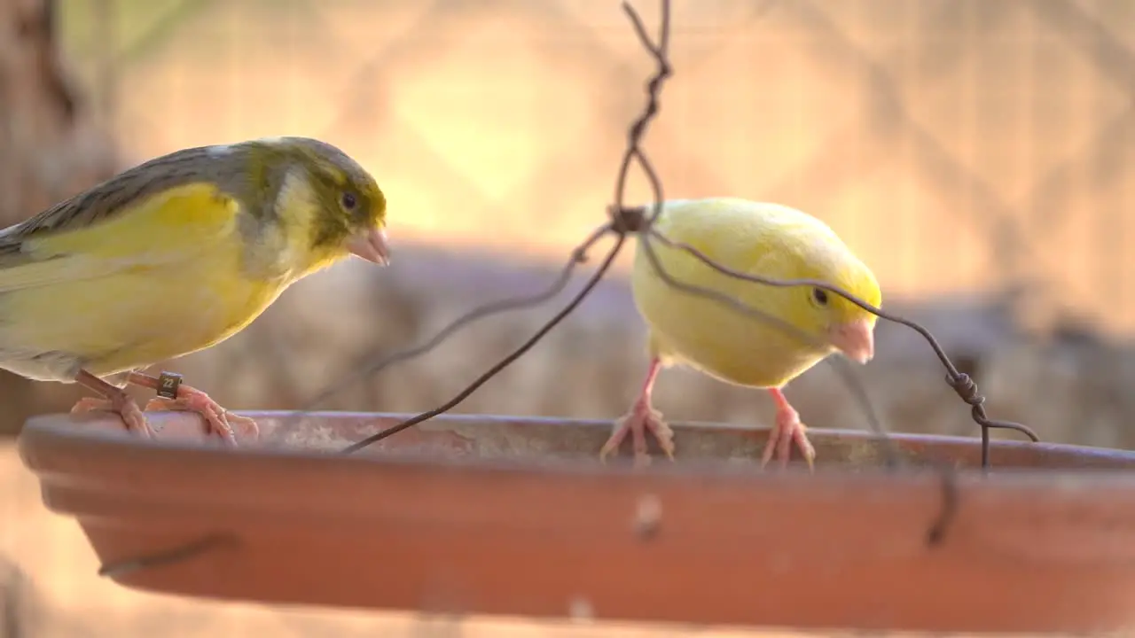 Canary bird inside cage feeding and perch on wooden sticks and wires