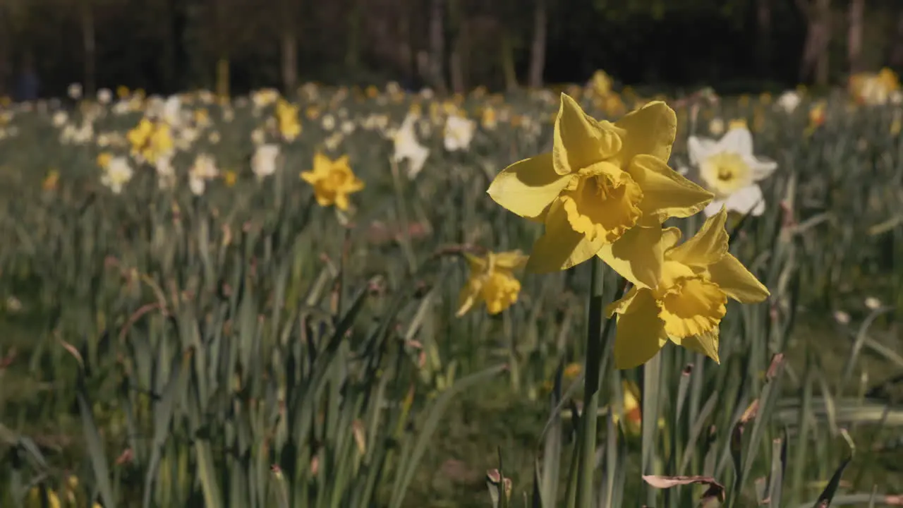 Beautiful Yellow And White Daffodil In Green Grass Spring Floral Background close up selective focus