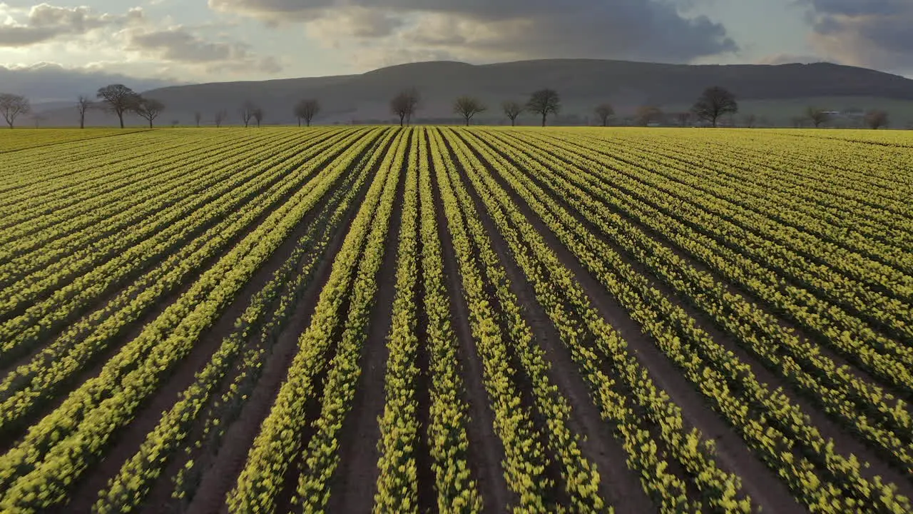 An aerial view traveling over a field of yellow daffodils with trees in the background as the spring sun begins to set Aberdeenshire Scotland