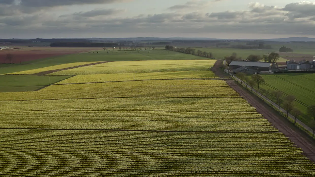 An aerial view traveling over a field of yellow daffodils with the farm on frame right as the spring sun begins to set Aberdeenshire Scotland