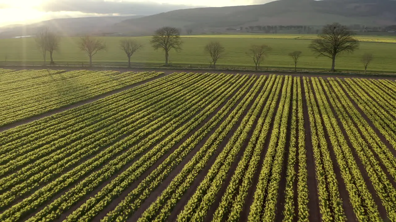 An aerial view traveling towards trees over a field of yellow daffodils as the spring sun begins to set Aberdeenshire Scotland