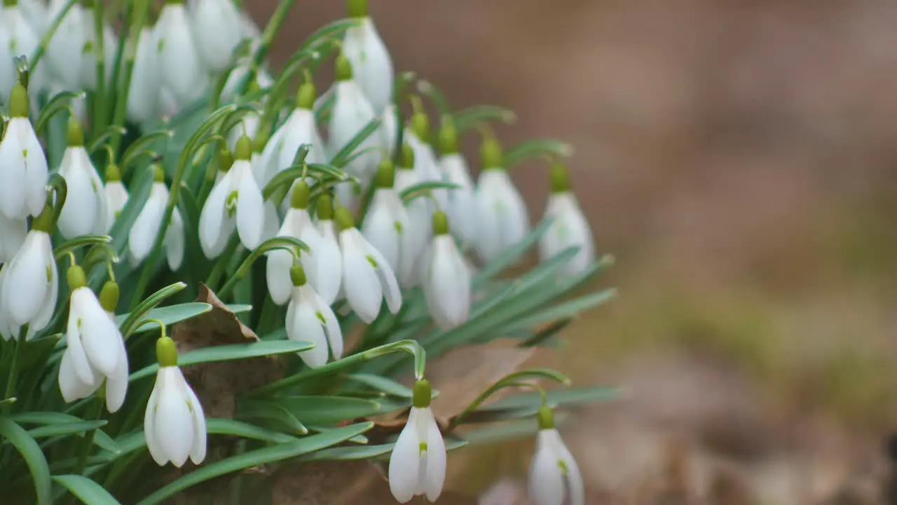 Snowdrops are the first to bloom