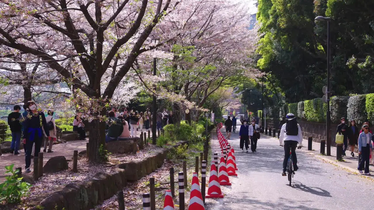 Japanese People Enjoy Spring Sunny Weather and Blooming Sakura