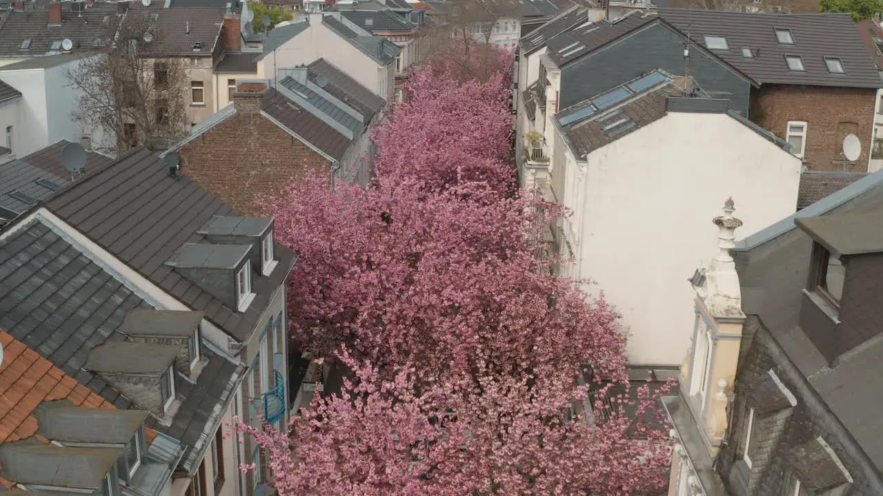 Drone Aerial drone shot of the Kirschbluete Cherry Blossom in the Heerstraße Heerstreet Breitestraße Bonn Tourism 25p