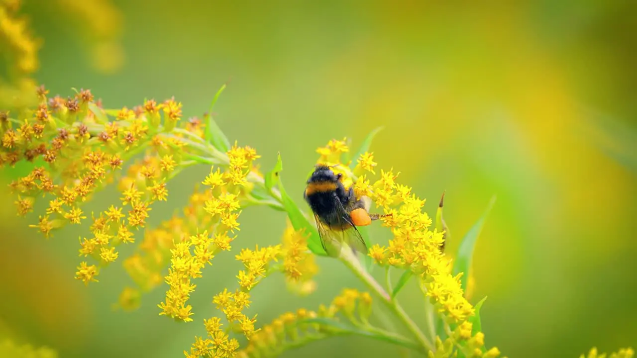 Shaggy Bumblebee pollinating and collects nectar from the yellow flower of the plant