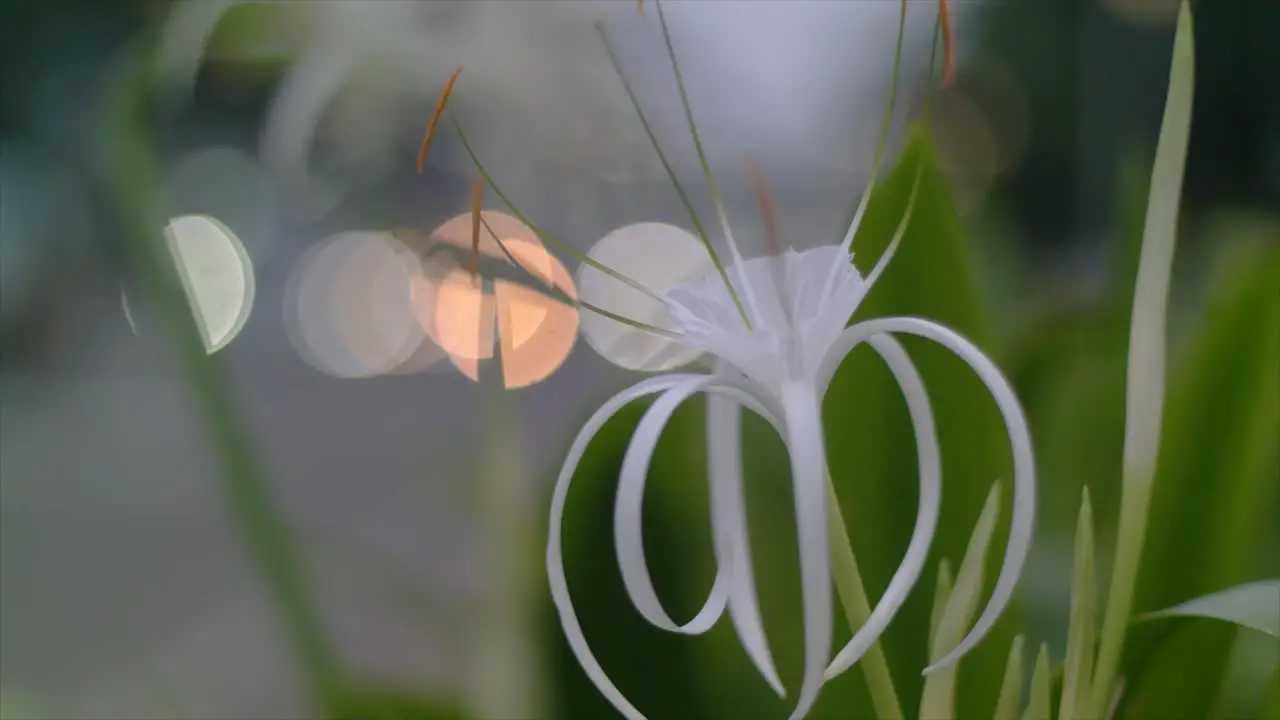 white flowers blowing in the wind against the daytime bokeh background