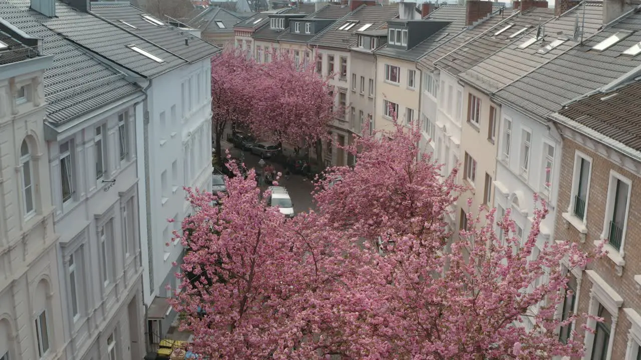 Drone Aerial drone shot of the Kirschbluete Cherry Blossom in the Heerstraße Heerstreet Breitestraße Bonn 25p