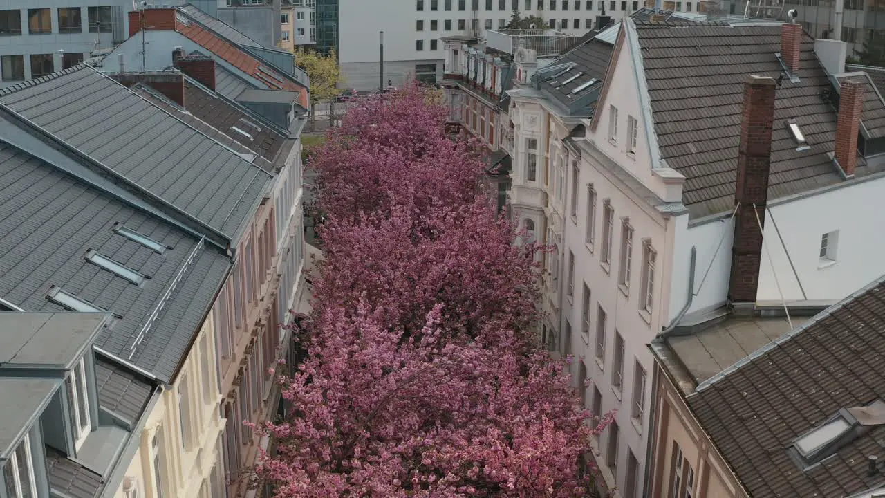 Drone Aerial shot of the Kirschbluete Cherry Blossom in the city in the Heerstraße Heerstreet Breitestraße Bonn Tourism 30p