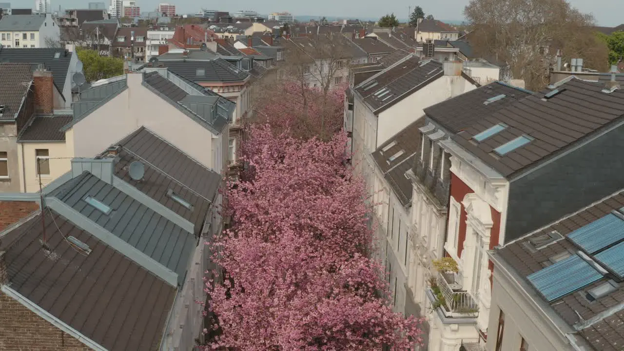 Drone Aerial drone shot of the Kirschbluete Cherry Blossom in the Heerstraße Heerstreet Breitestraße Bonn 30p