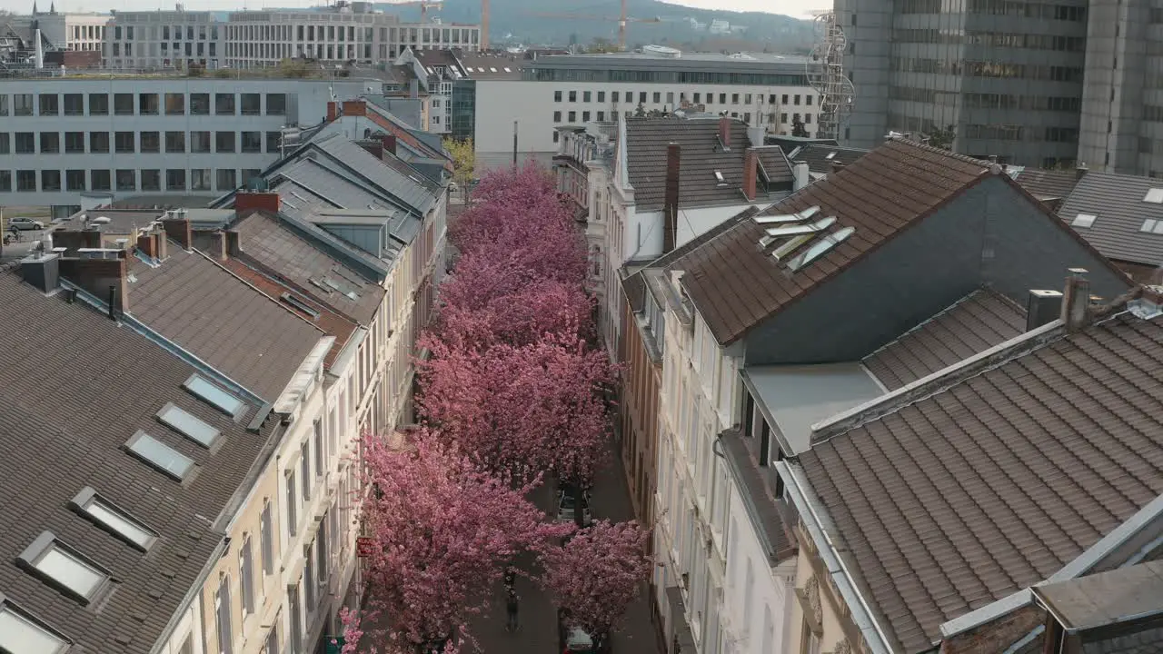 Drone Aerial drone shot of the Kirschbluete Cherry Blossom in the Heerstraße Heerstreet Breitestraße Bonn Tourism 30p