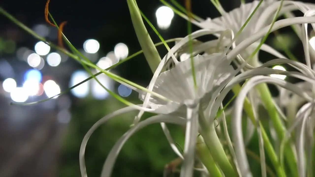 white flower with night bokeh background