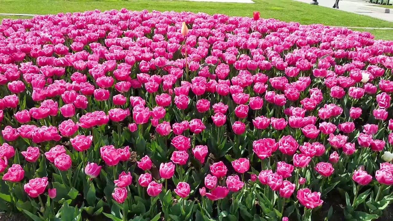 Pink Tulips in City Park