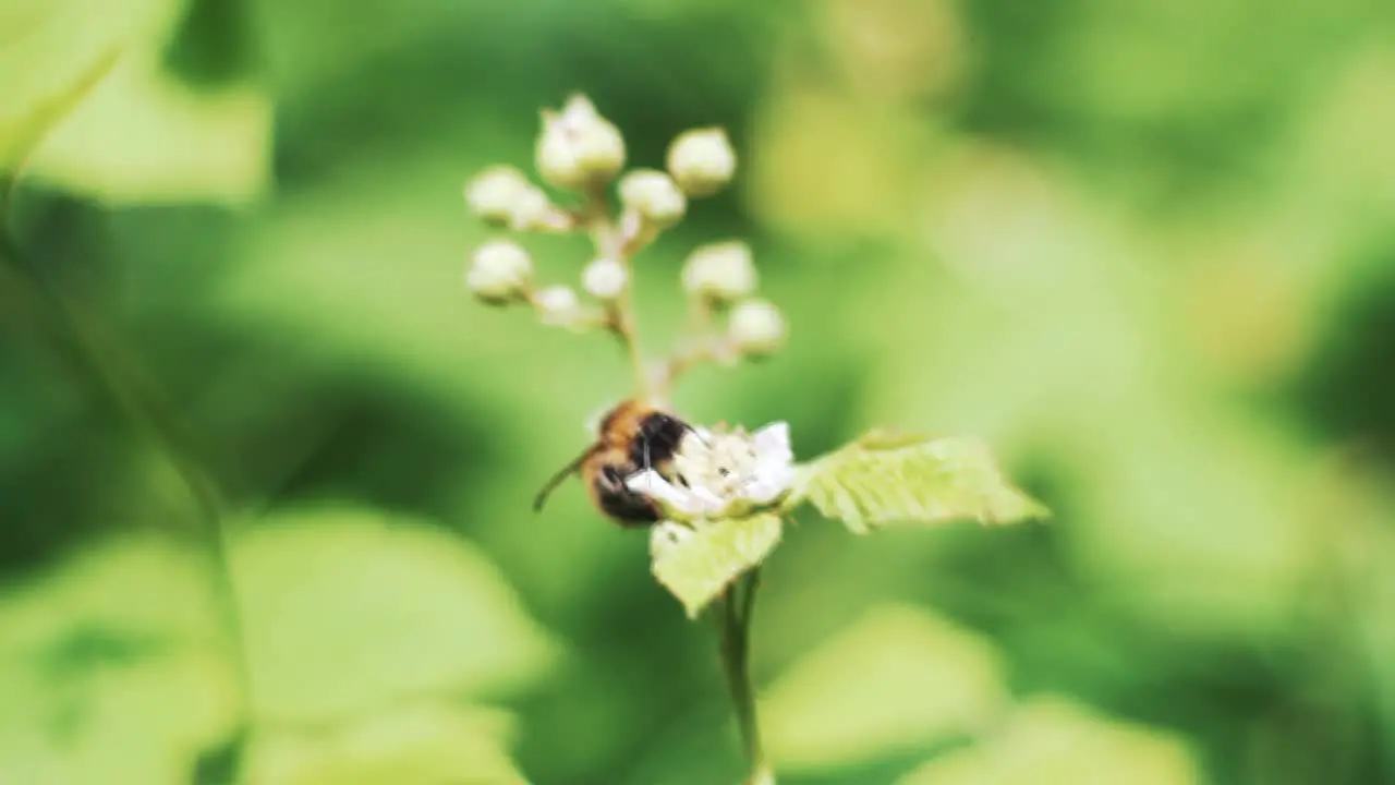 Close up of a bee pollenating a small flower on a bright summers day