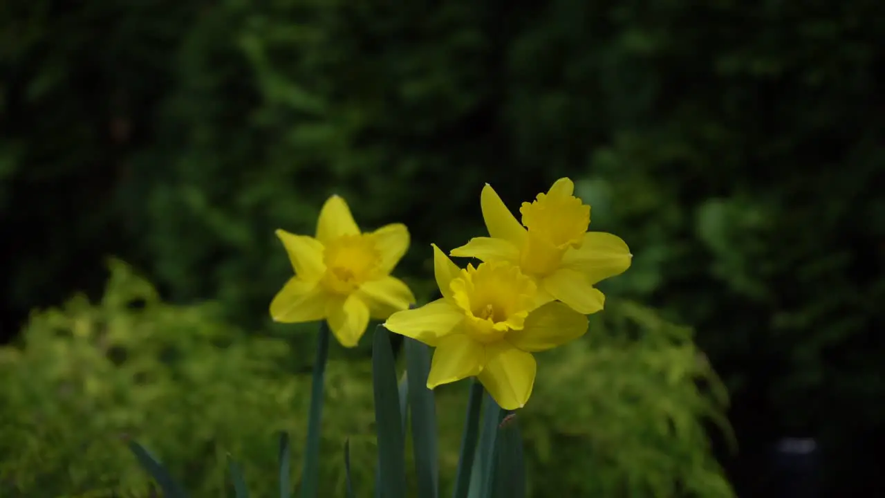 Close-up of beautiful blooming yellow daffodils in spring garden moving slightly to breeze and wind Narcissus flower also known as daffodil daffadowndilly narcissus and jonquil