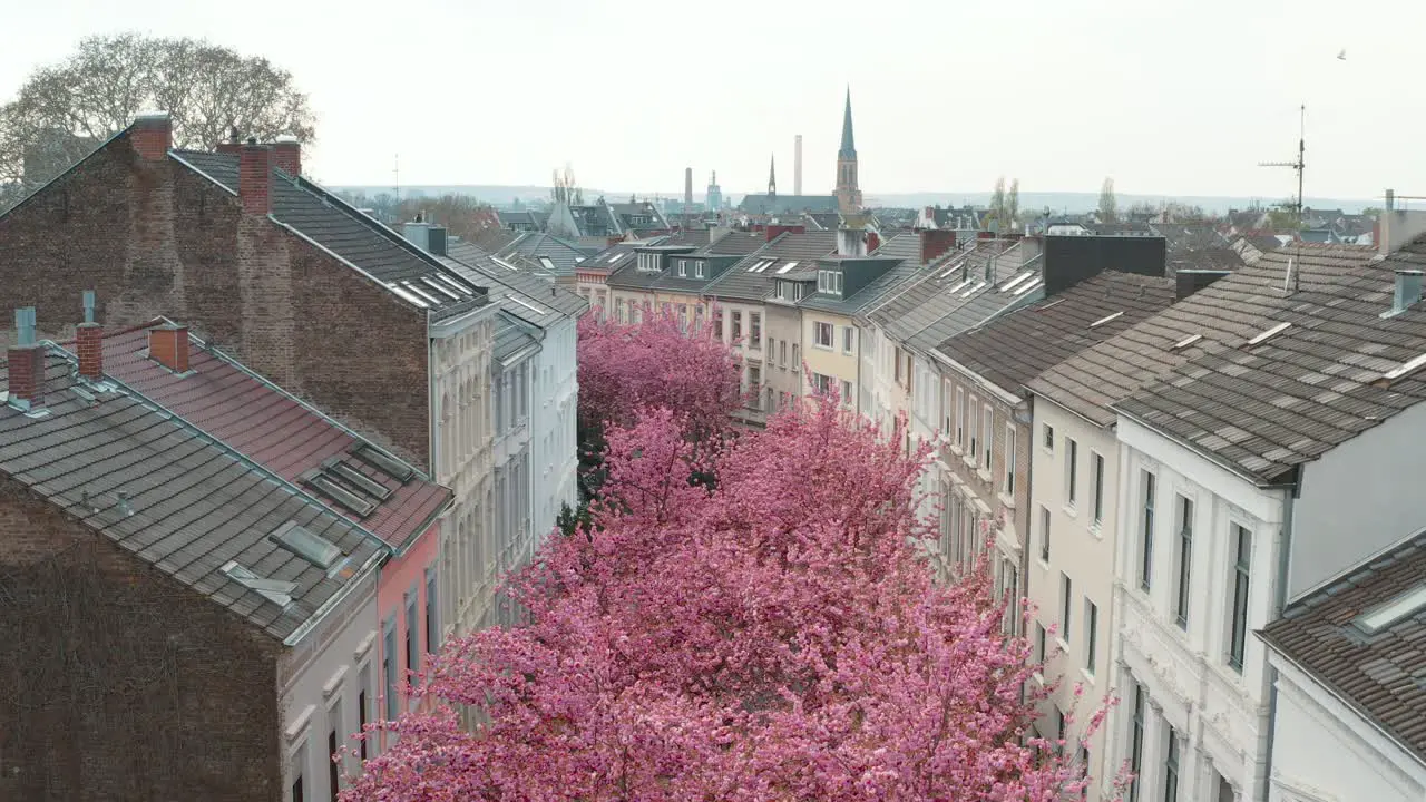 Drone Aerial shot of the Kirschbluete Cherry Blossom in the Heerstraße Heerstreet Breitestraße Bonn 25p