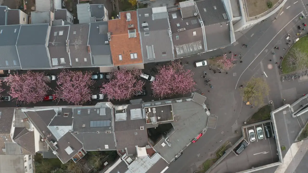 Drone Aerial top shot of the Cherry Blossom in the city Bonn Kirschbluete in der Heerstraße Breitestraße Bonn Tourism 30p