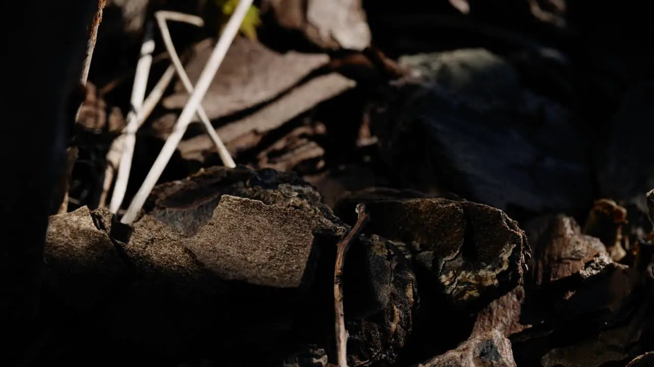 close up of forest floor with colorful plant shoots leaves and tree bark with the camera moving from right to left