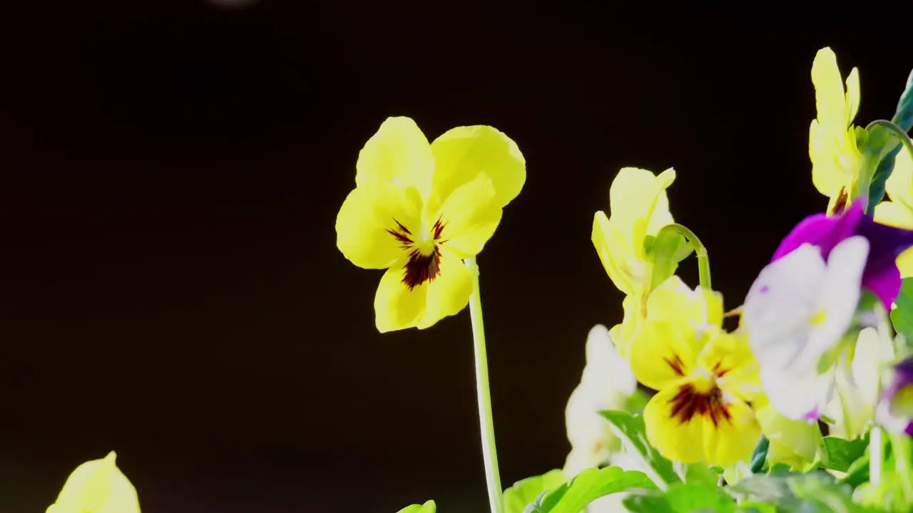 Yellow and purple viola flowers moving softly in the summer breeze