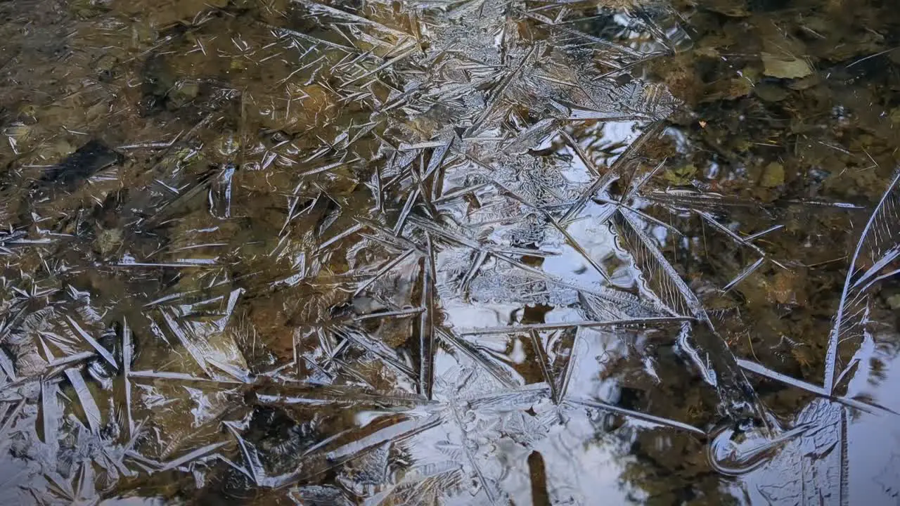 Thin ice pattern in frozen forest pond autumn leaves beneath frozen water