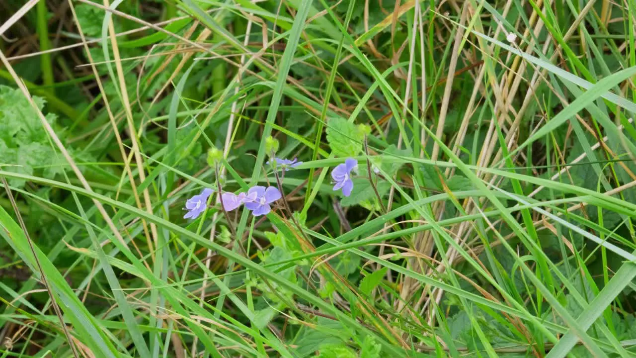 Wild Germander Speedwell Gamander-Ehrenpreis