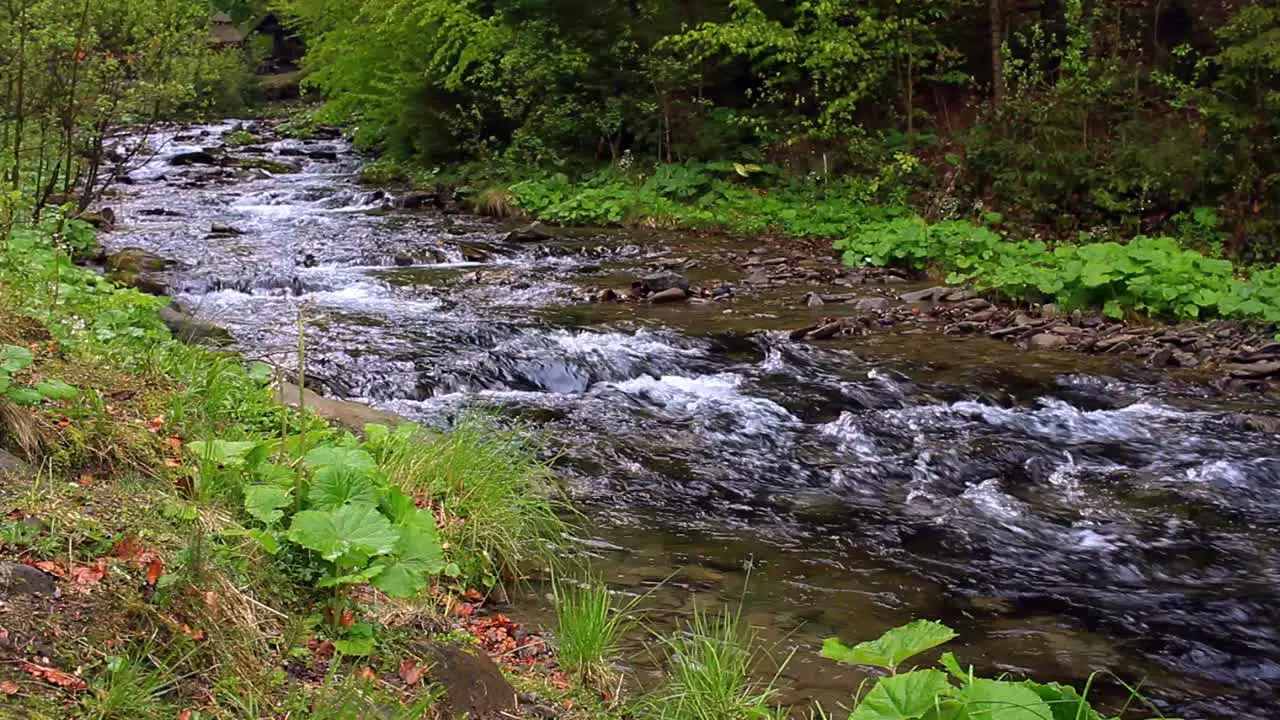 Fast mountain river flowing through forest Fast mountain river stream