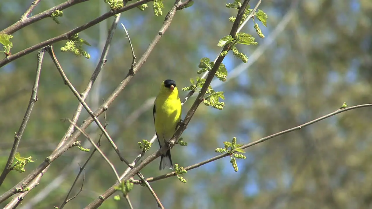 American goldfinch in tree