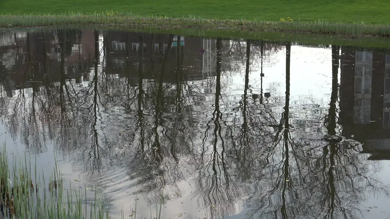 Germany Rees Trees Reflected In Water